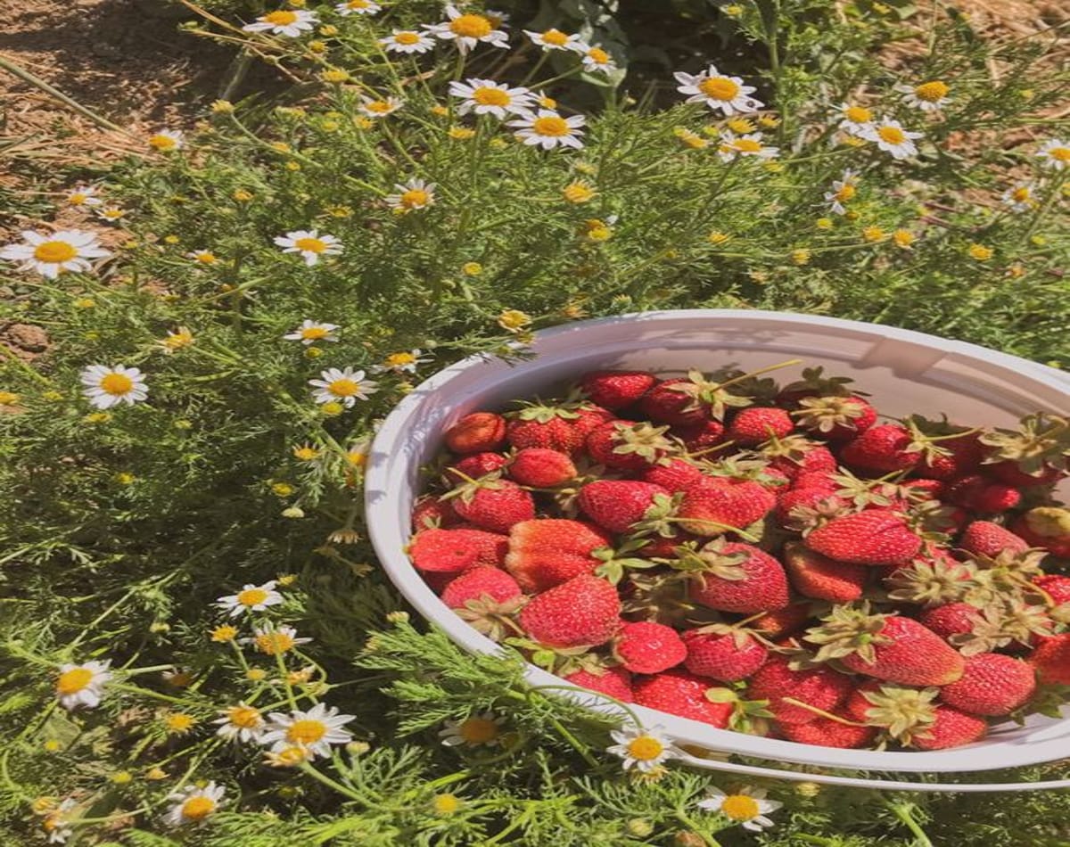 Strawberry for healthy skin