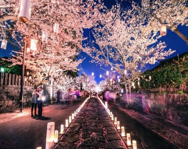 The beautiful cherry blossom festival