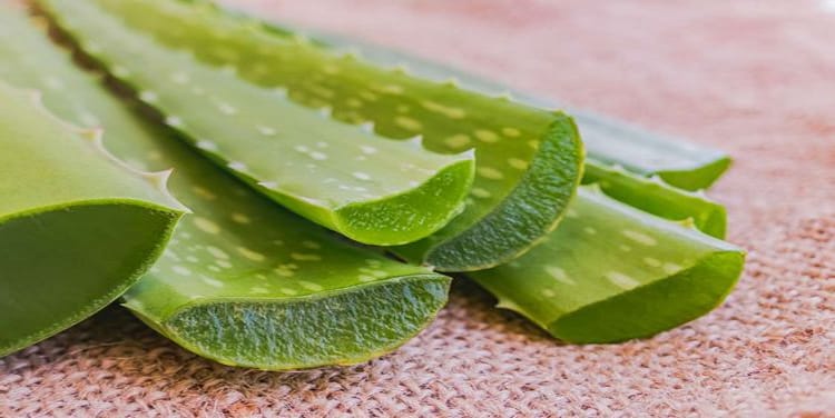 Aloe Vera Gel soothes the skin during sunburn