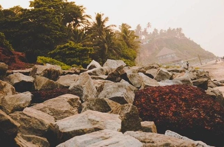 The image showcases a rocky shoreline with scattered seaweed, tropical palm trees, and a distant hut, blending rugged and serene coastal elements.